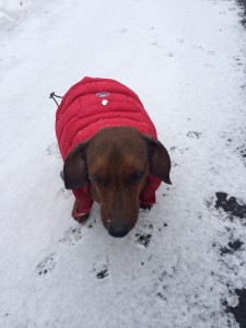 Roux saw snow for the first time!