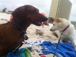 Dogs love the beach